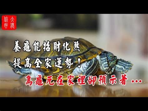 烏龜跑到家裡|龜出沒！家中驚現神獸